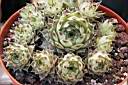 SEMPERVIVUM TECTORUM_2.jpg